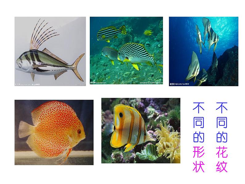 沪教版 一年级上册美术 第12课 美丽的鱼｜课件（8张PPT）第2页