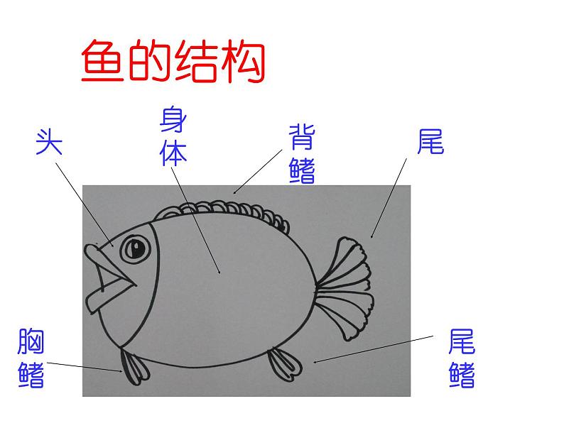 沪教版 一年级上册美术 第12课 美丽的鱼｜课件（8张PPT）第3页