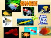 美丽的鱼PPT课件免费下载