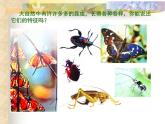 昆虫乐园PPT课件免费下载
