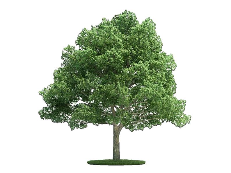 沪教版 四年级上册美术 第3课 我们来画树｜课件（10张PPT）第1页