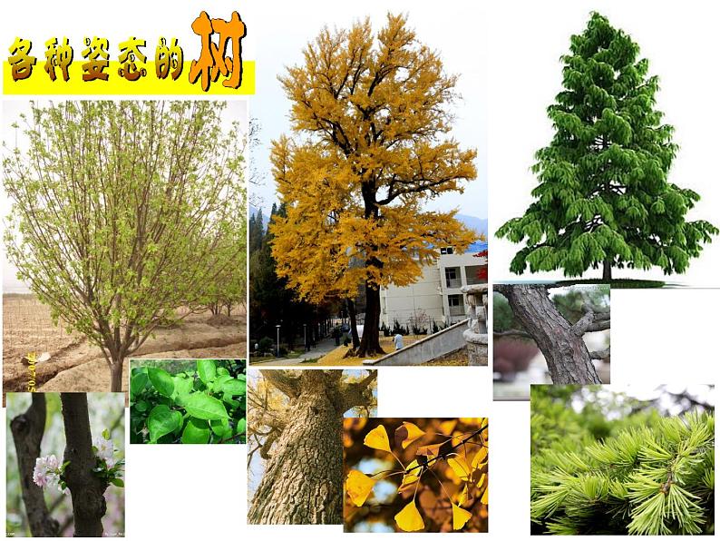 沪教版 四年级上册美术 第3课 我们来画树｜课件（10张PPT）第3页