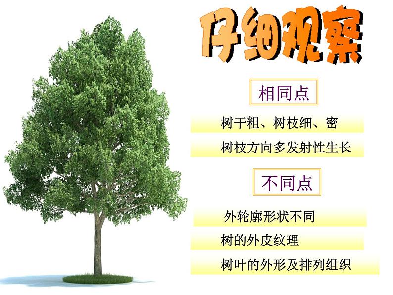 沪教版 四年级上册美术 第3课 我们来画树｜课件（10张PPT）第4页