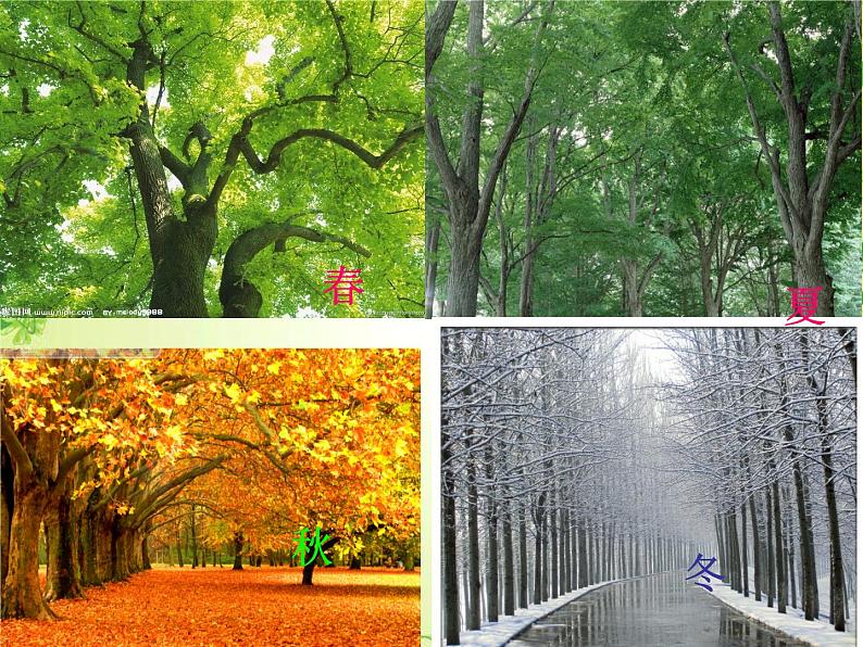 19大树的故事 课件  第2页