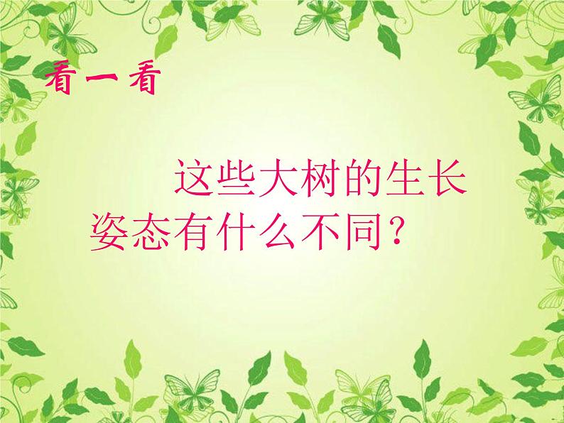 19大树的故事 课件  第3页