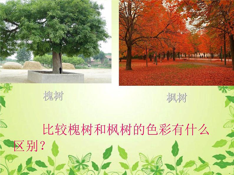 19大树的故事 课件  第4页