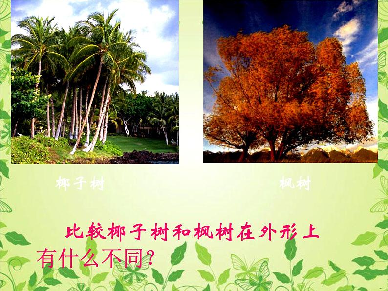 19大树的故事 课件  第5页