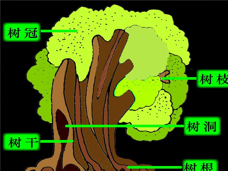 19大树的故事 课件  第7页