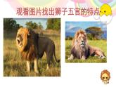 冀美版美術(shù)一年級(jí)下冊(cè) 13.威武的獅子 課件（13張PPT）