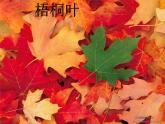 冀美版美术二年级上册 13.秋天的叶子 课件（12张）