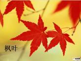 冀美版美术二年级上册 13.秋天的叶子 课件（12张）