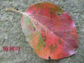 冀美版美术二年级上册 13.秋天的叶子 课件（12张）
