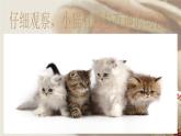 冀美版美术三年级上册 7.淘气的小猫 课件（13张PPT）