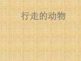 冀美版美術(shù)三年級(jí)下冊(cè) 9 行走的動(dòng)物 課件（14張幻燈片）