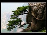 三年級(jí)下冊(cè)美術(shù)課件-第6課 植物寫生 冀美版(共21張PPT)