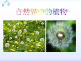 三年級(jí)下冊(cè)美術(shù)課件-第六課 植物寫生冀美版 (共15張PPT)