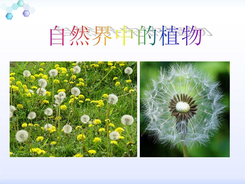 三年级下册美术课件-第六课 植物写生冀美版 (共15张PPT)第2页