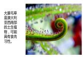 17--吃蟲子的植物課件PPT