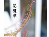 17--吃蟲子的植物課件PPT
