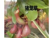 17--吃蟲子的植物課件PPT