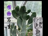 6--三美下  植物寫生課件PPT
