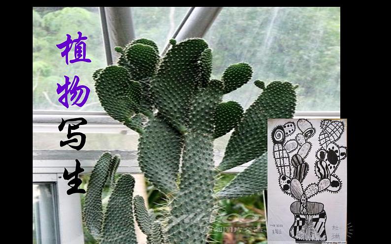 6--三美下  植物写生课件PPT01