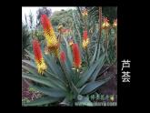 6--三美下  植物寫生課件PPT