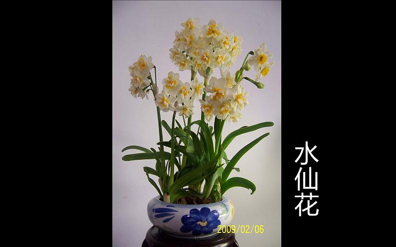 6--三美下  植物写生课件PPT04