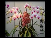 6--三美下  植物寫生課件PPT