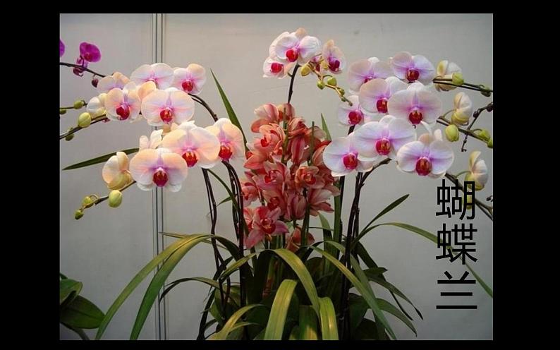 6--三美下  植物写生课件PPT05