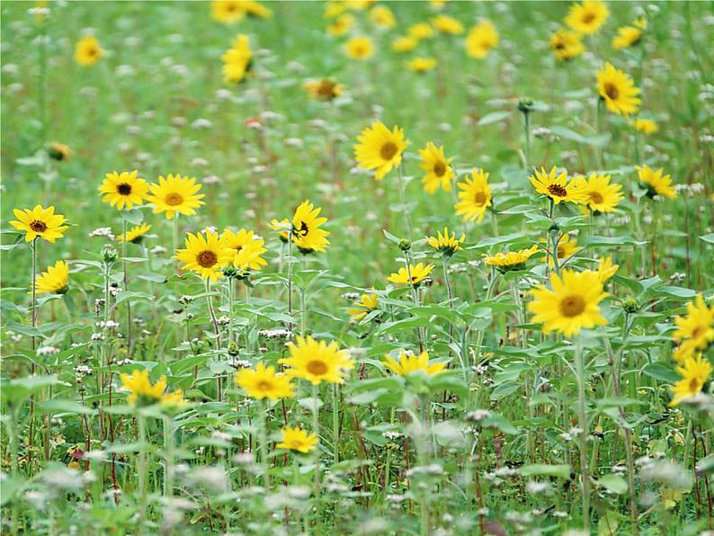 六年级下册美术课件-第2课色彩的魔术师｜辽海版第2页