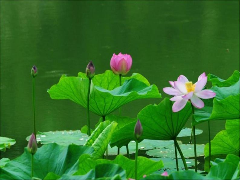 六年级下册美术课件-第2课色彩的魔术师｜辽海版第3页