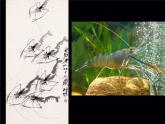 人教版五年級美術(shù)下冊  10寫意動物課件PPT
