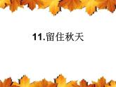 湘美版 美術(shù)三年級上冊 11.留住秋天(課件)(002)