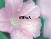留住秋天PPT課件免費(fèi)下載
