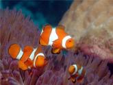 大魚和小魚PPT課件免費下載