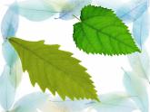 小學(xué)美術(shù)-《第13課-會(huì)變的花、樹、葉》蘇少版(共45張PPT)ppt課件
