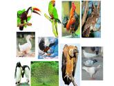鸟和家禽PPT课件免费下载