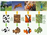 動(dòng)物的“花衣裳”PPT課件免費(fèi)下載