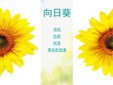 小学美术10葵花朵朵ppt课件