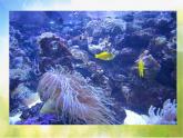 小学美术7、水族馆ppt课件