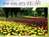 鲜艳的花朵PPT课件免费下载
