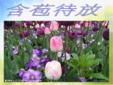 鲜艳的花朵PPT课件免费下载