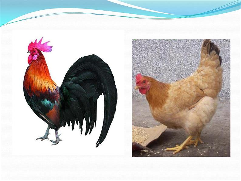 小学美术-第4课-艳丽的大公鸡--人美版-(共17张PPT)ppt课件03