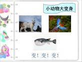 动物装饰PPT课件免费下载