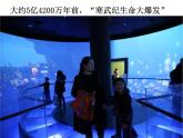 遠(yuǎn)古的動(dòng)物朋友PPT課件免費(fèi)下載