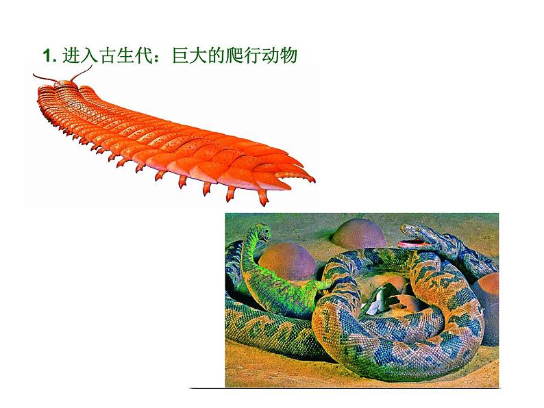 小学美术-第14课---我的动物朋友丨苏少版--(共13张PPT)ppt课件02