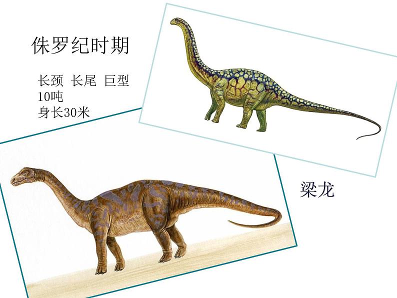 小学美术-第14课---我的动物朋友丨苏少版--(共13张PPT)ppt课件04