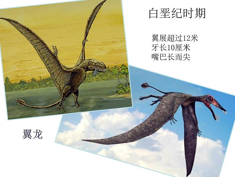 小学美术-第14课---我的动物朋友丨苏少版--(共13张PPT)ppt课件06