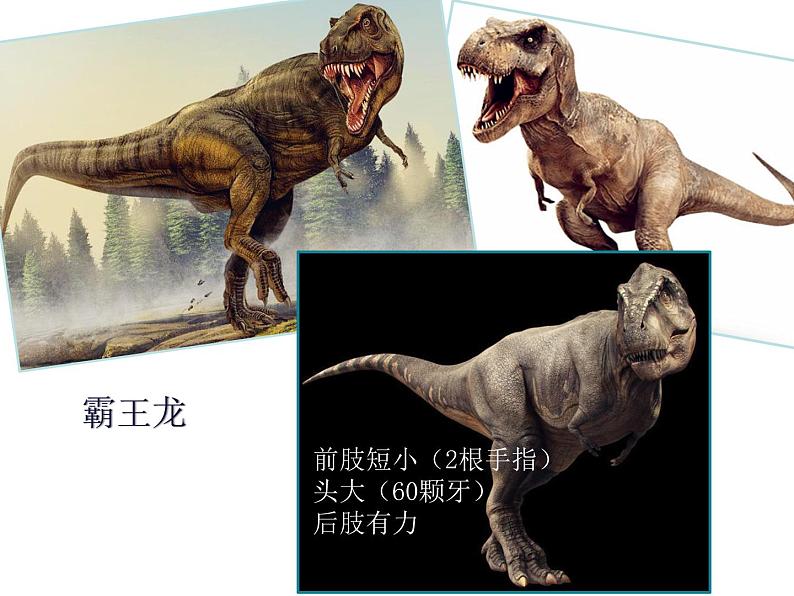 小学美术-第14课---我的动物朋友丨苏少版--(共13张PPT)ppt课件07